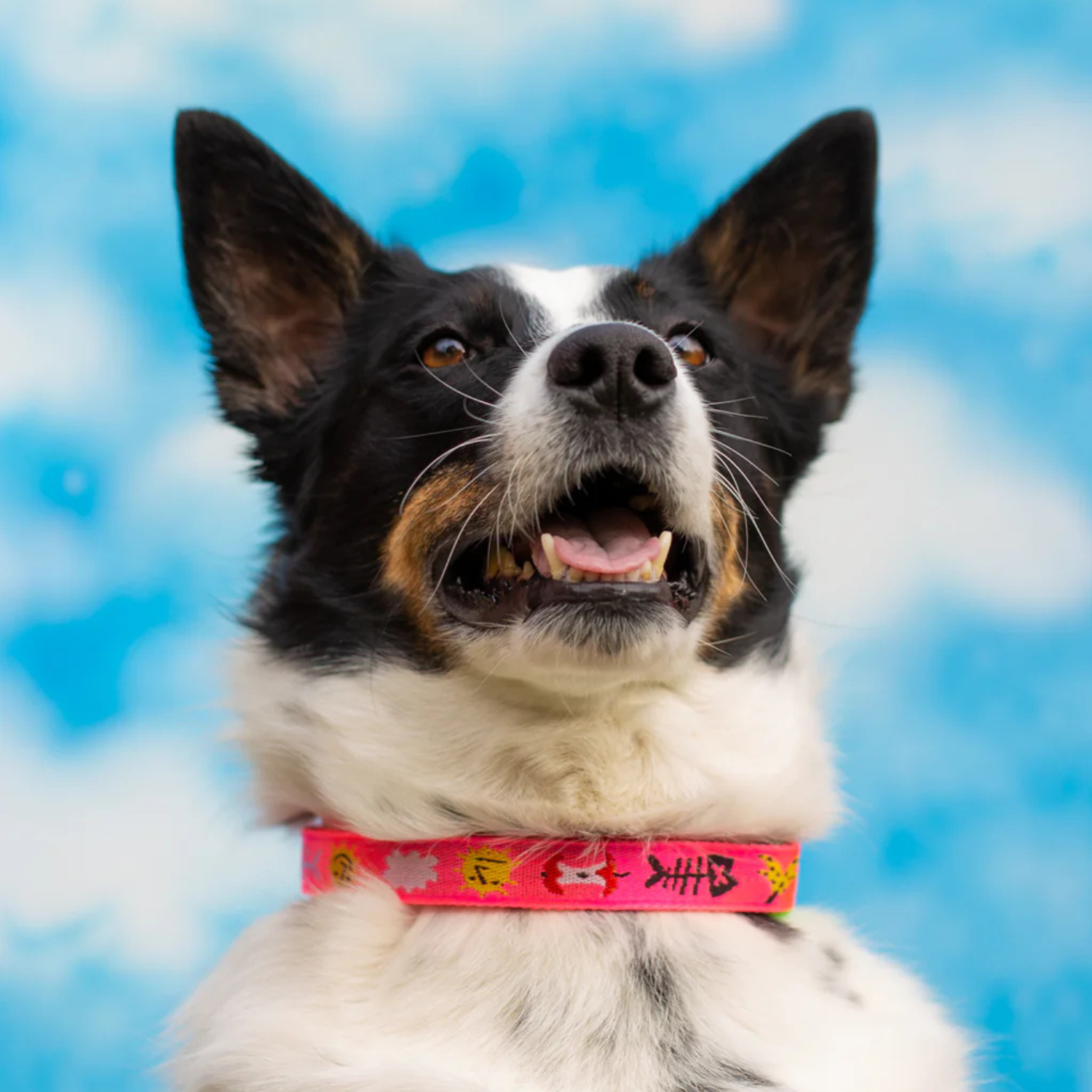 Dog wearing a colorful collar with a blue sky background